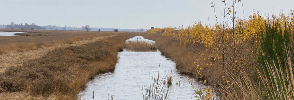 Engbertsdijksvenen water en riet