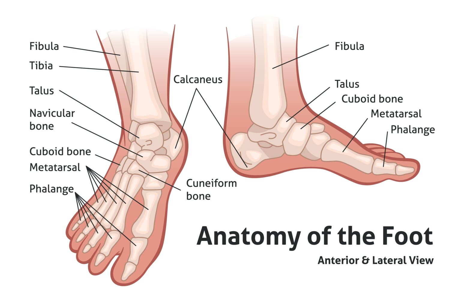Anatomie van de voet: alle botten, spieren, pezen en gewrichten uitgelegd%